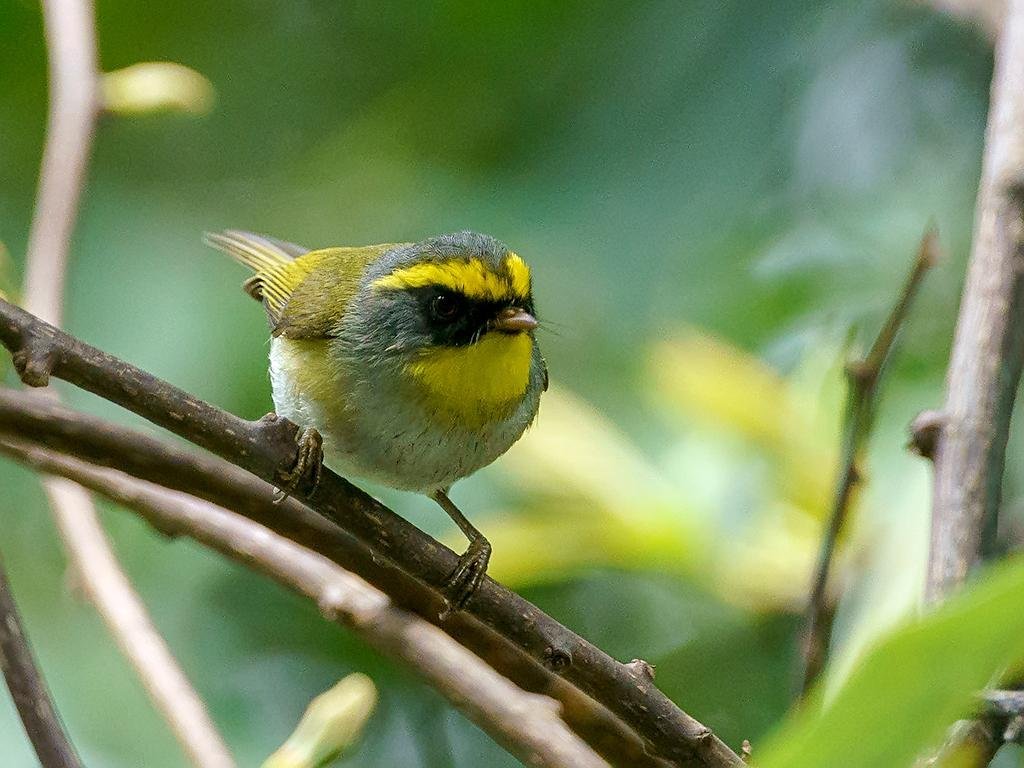 Abroscopus schisticeps