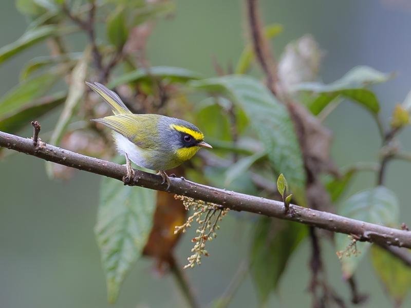 Abroscopus-schisticeps