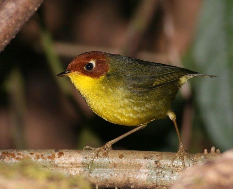 Cettia Castaneocoronata