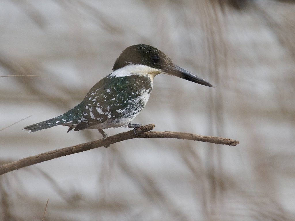 Chloroceryle-americana