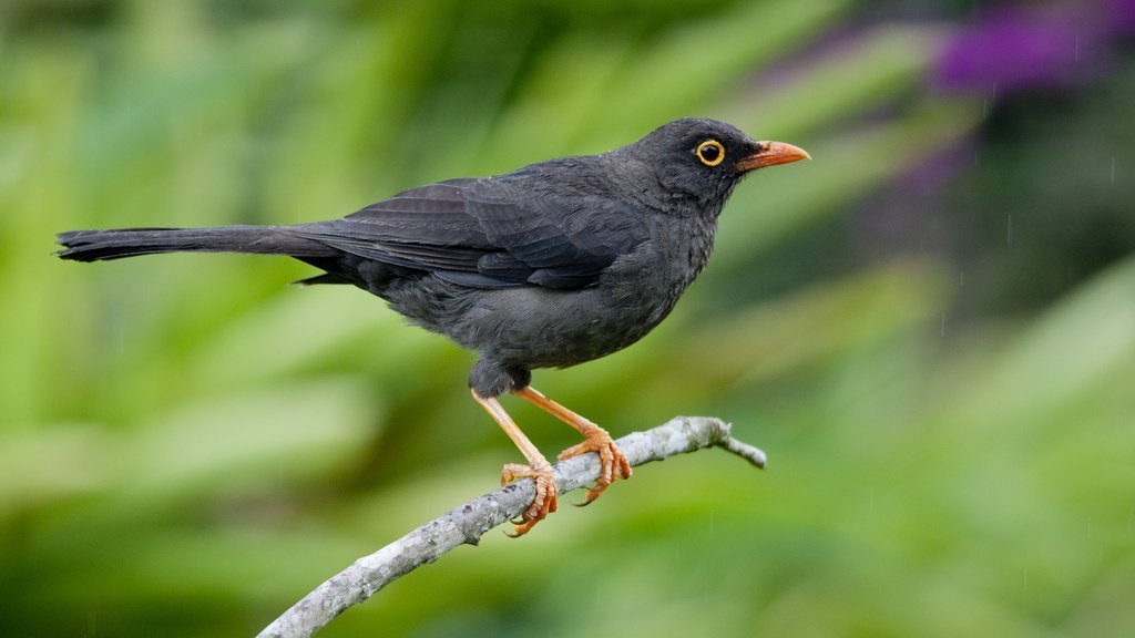 Turdus fuscater