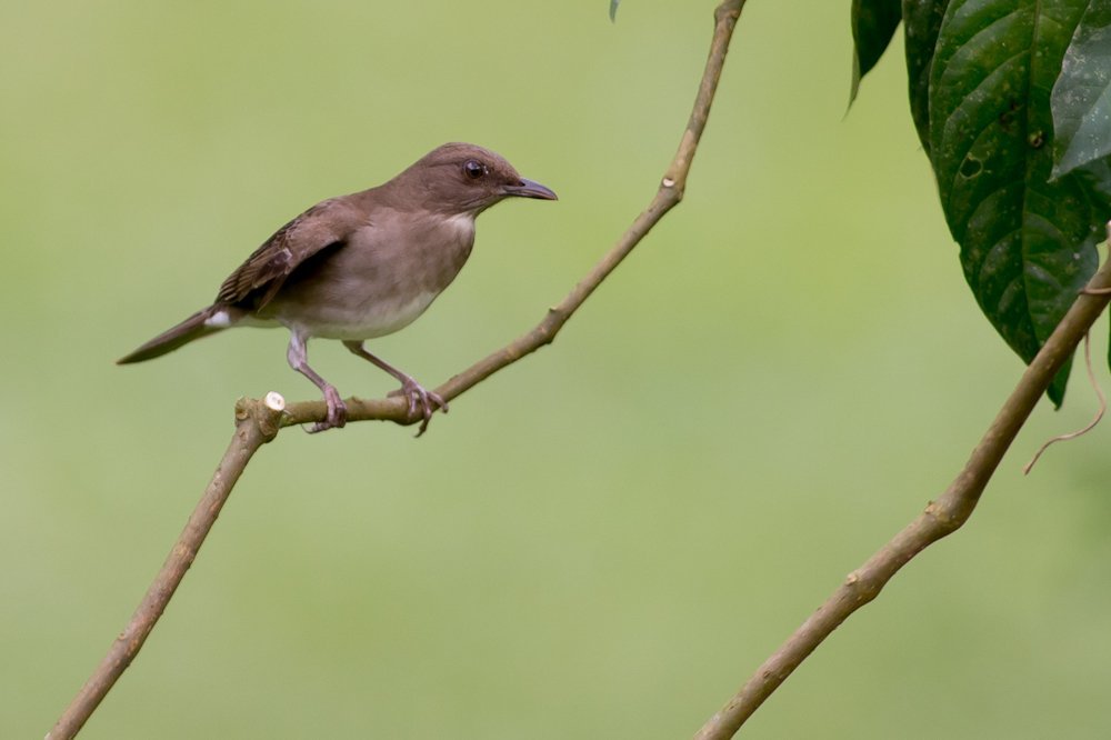 Turdus-ignobilis