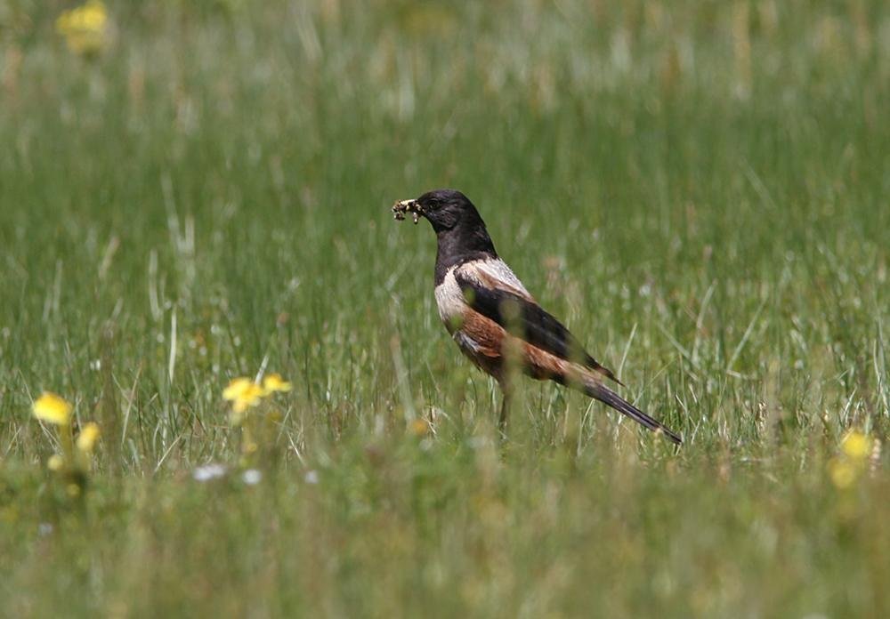 Turdus kessleri