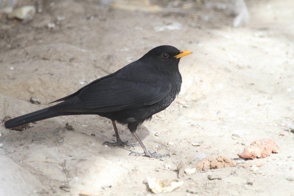 Turdus maximus