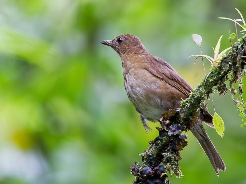 Turdus obsoletus