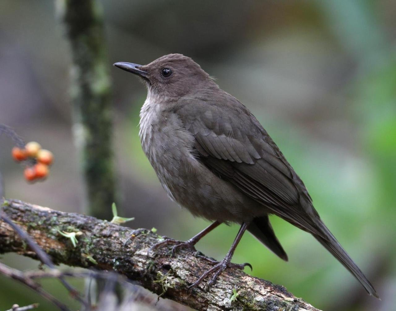 Turdus plebejus