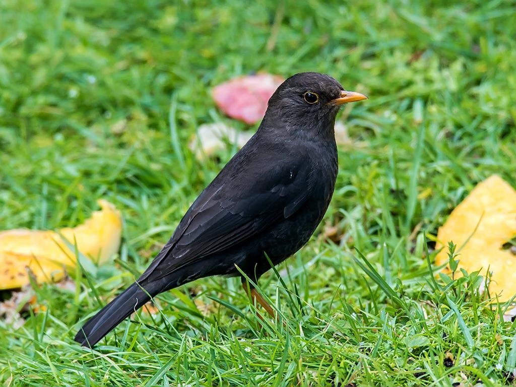 Turdus poliocephalus