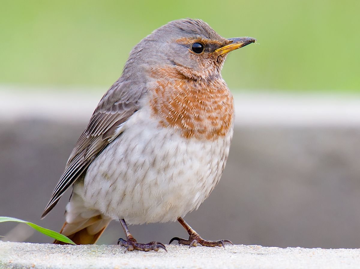 Turdus ruficollis
