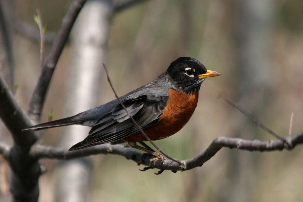 Turdus rufitorques
