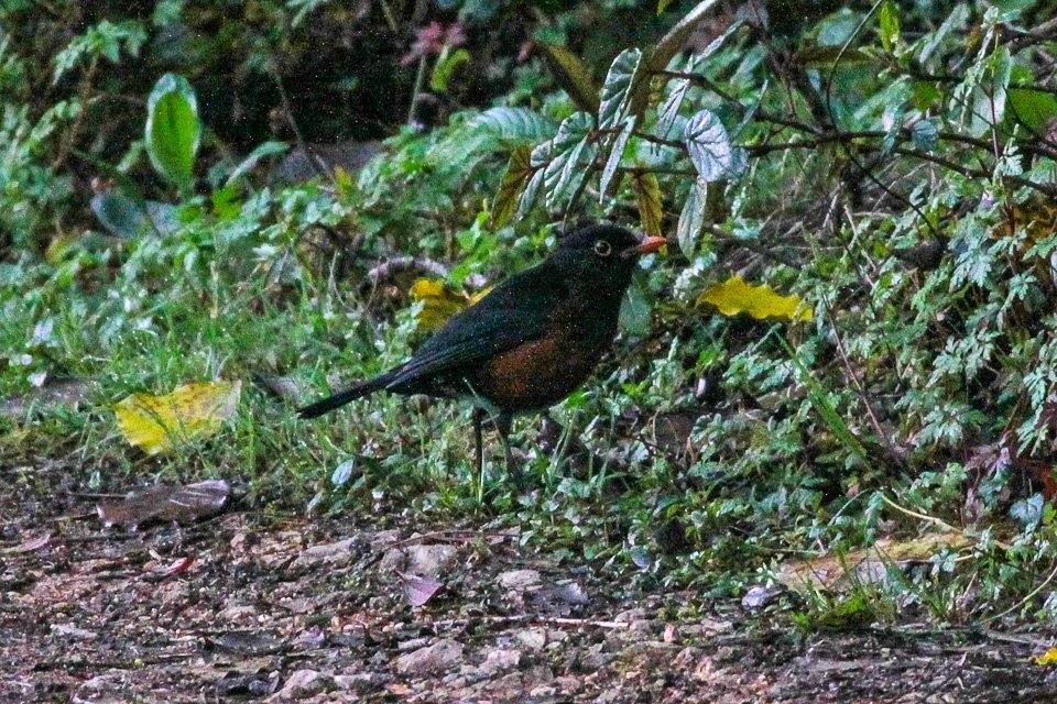 Turdus-swalesi