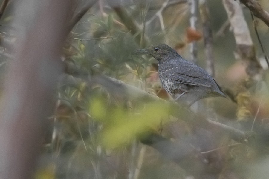Zoothera talaseae