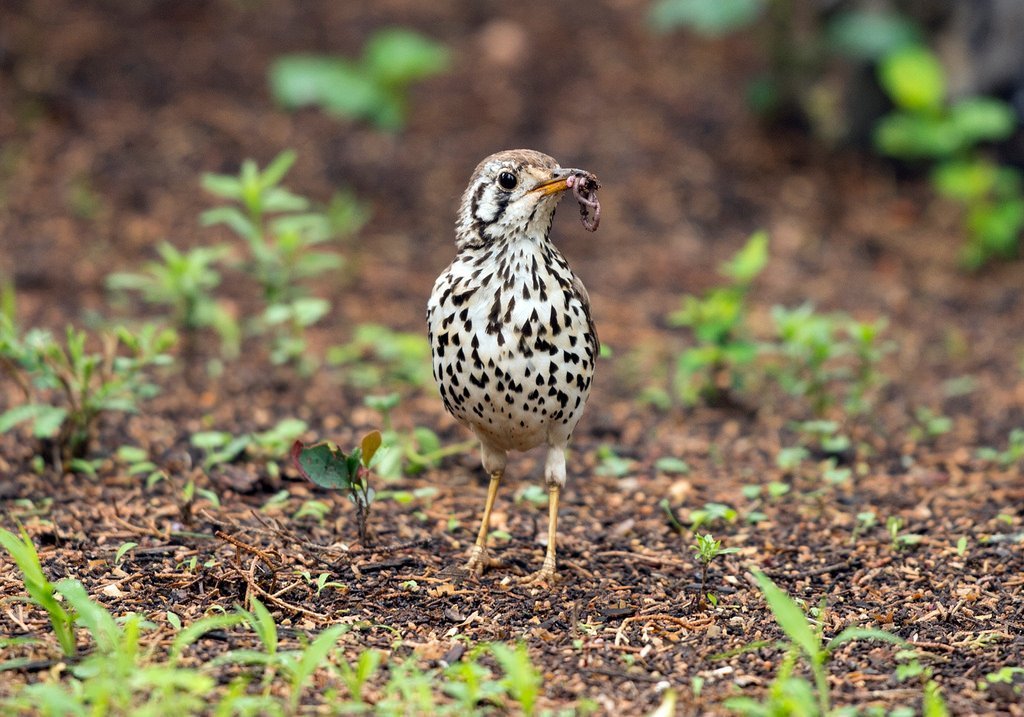 Zorzal litsitsirupa