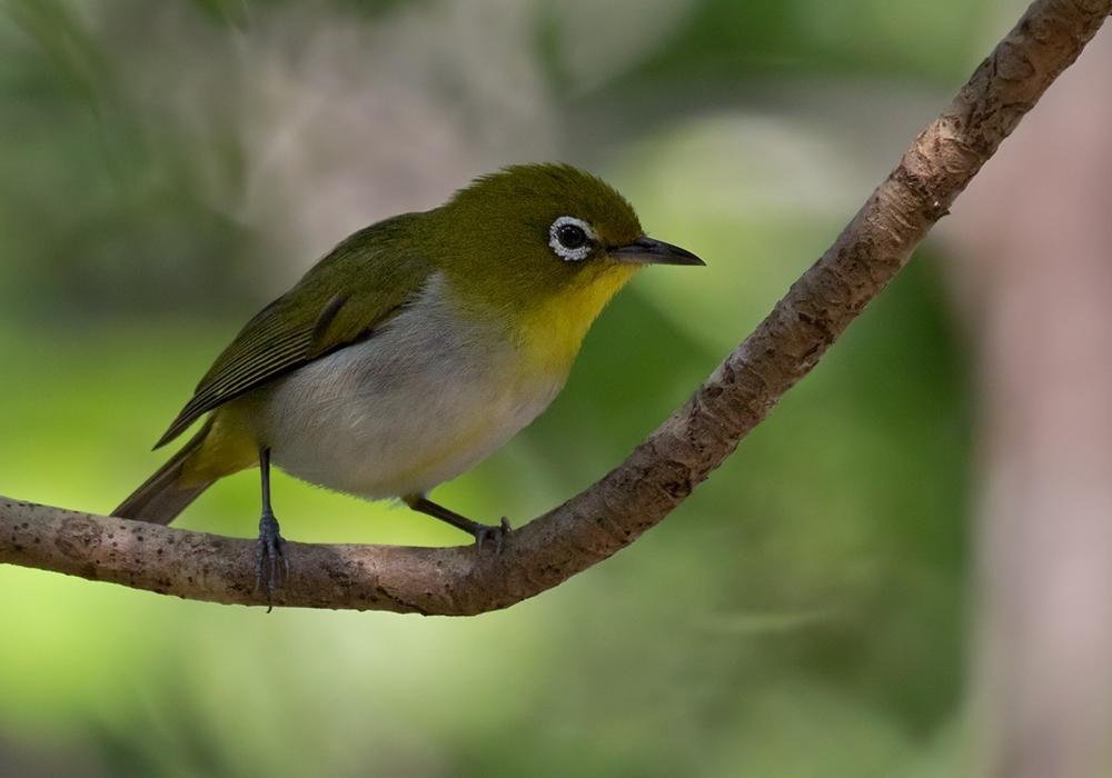 Zosterops japonicus
