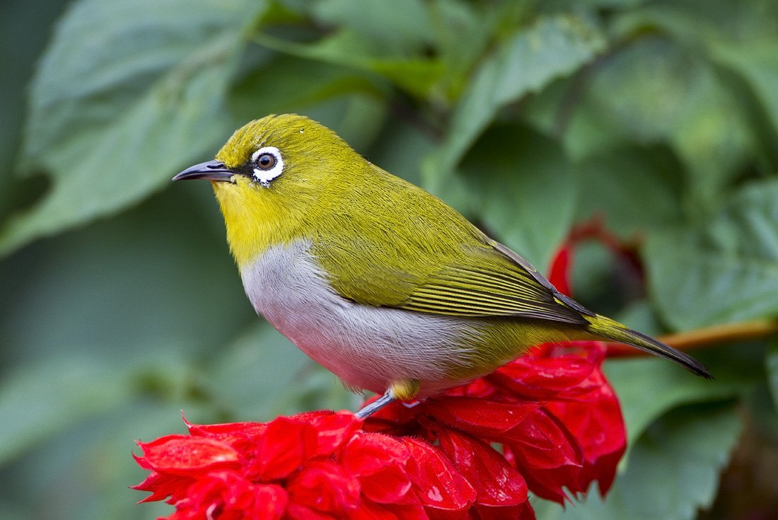 Zosterops palpebrosus