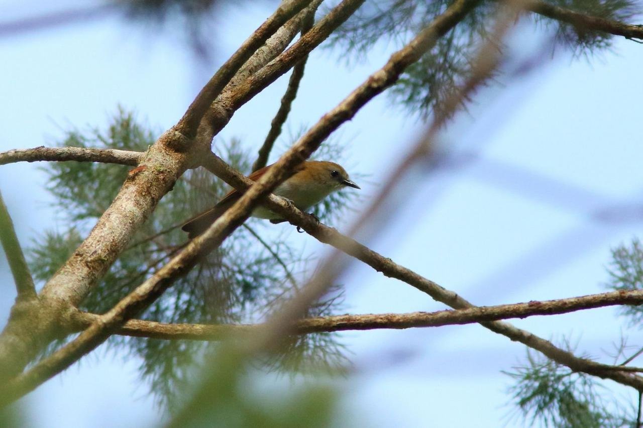 anteojitos bicolor