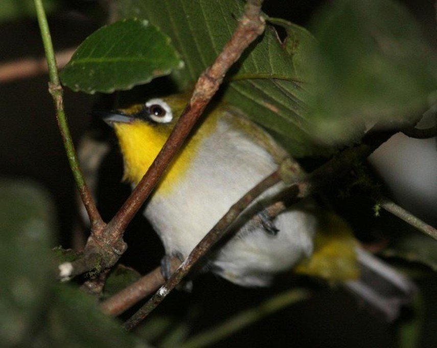 anteojitos de malgache