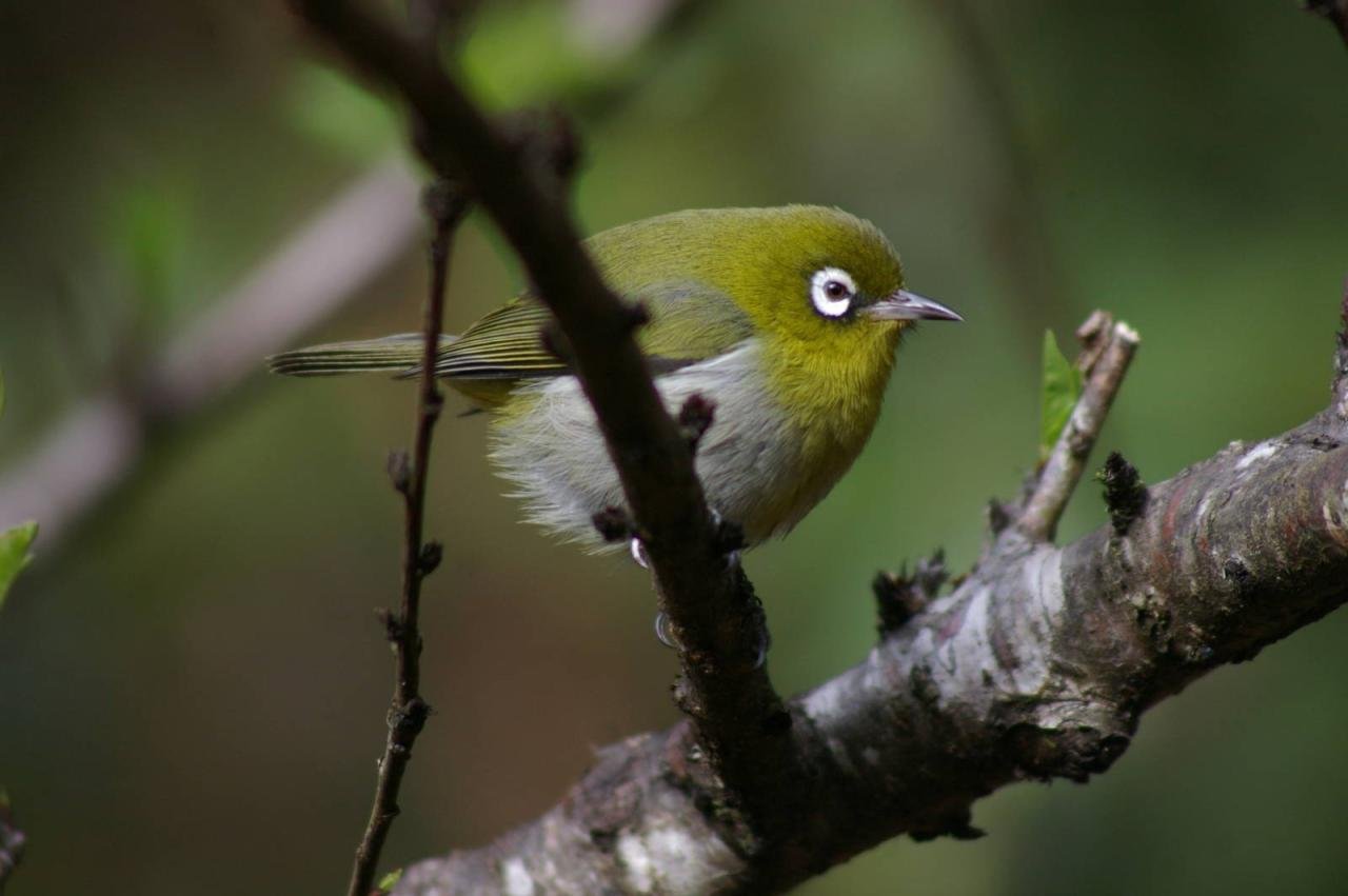anteojitos dorsiverde