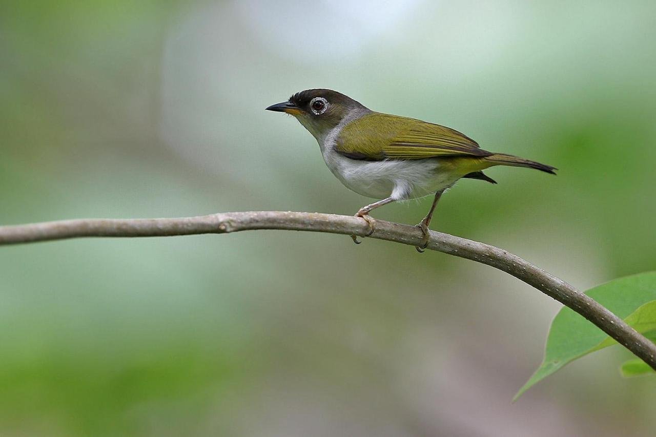  anteojitos moluqueño