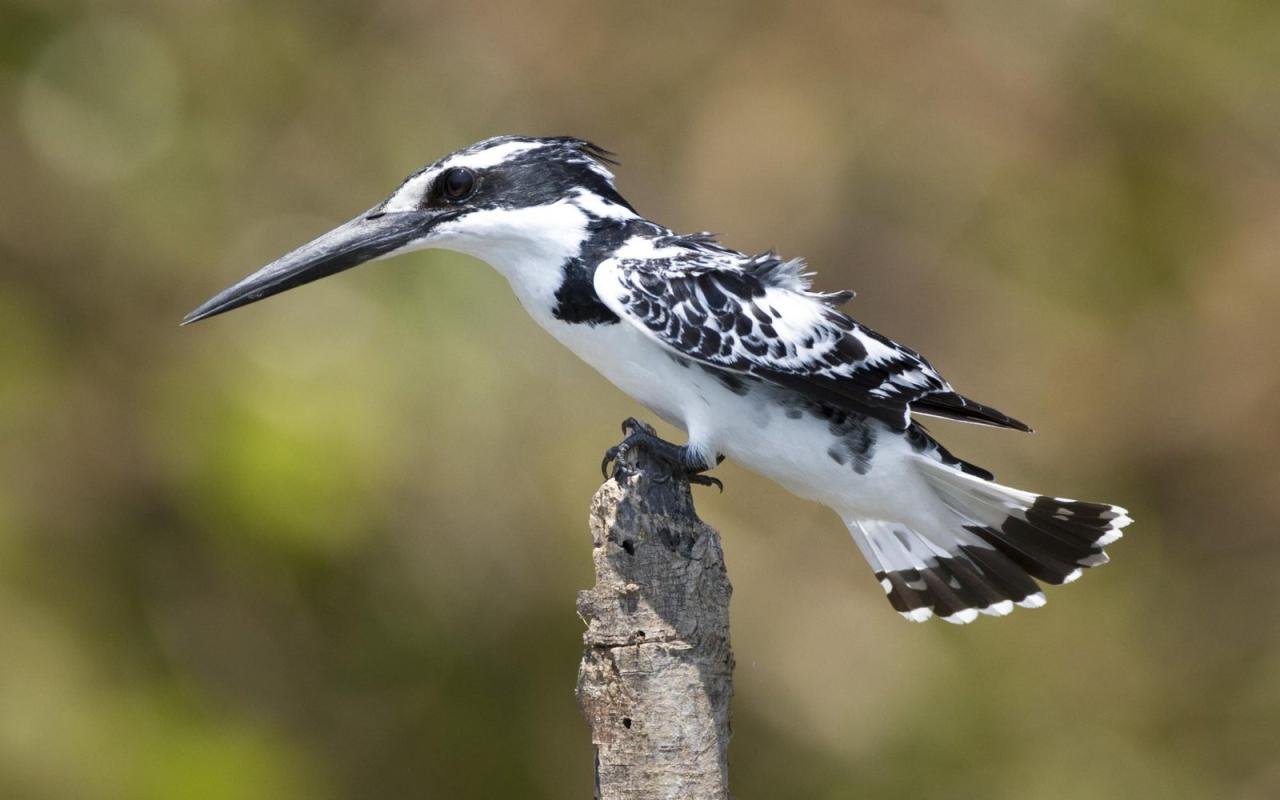 ceryle-rudis