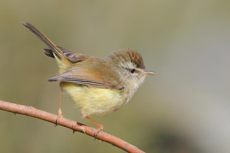 cetia ventriamarillo