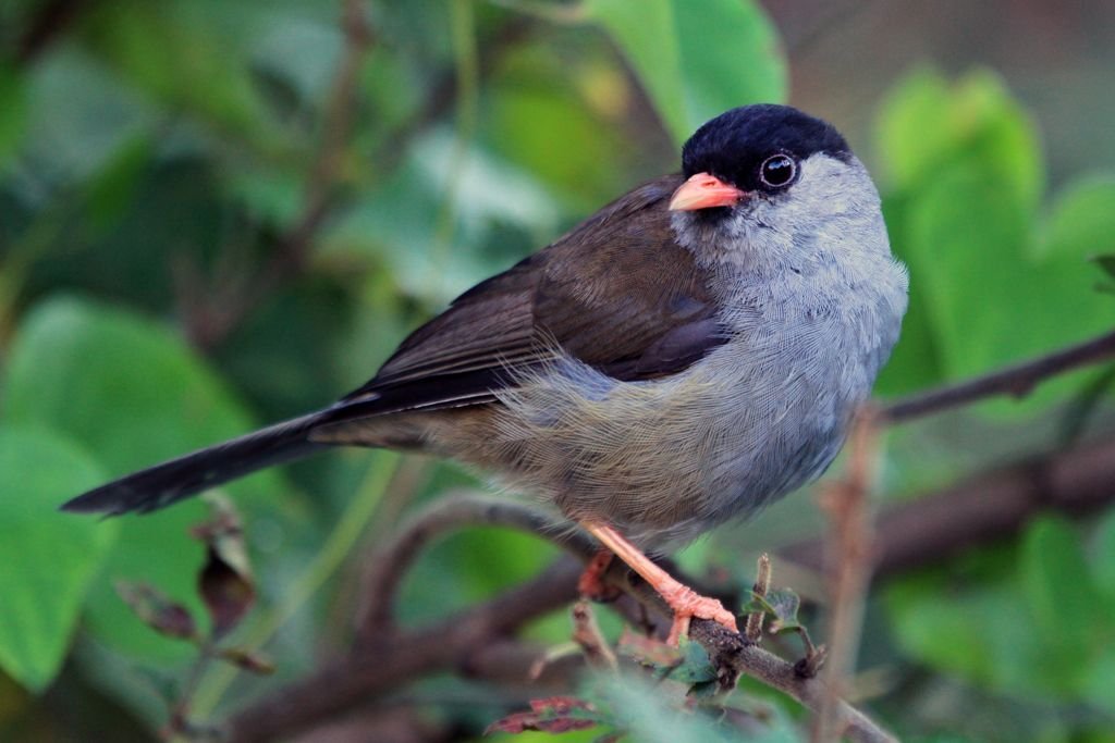lioptila capirotada