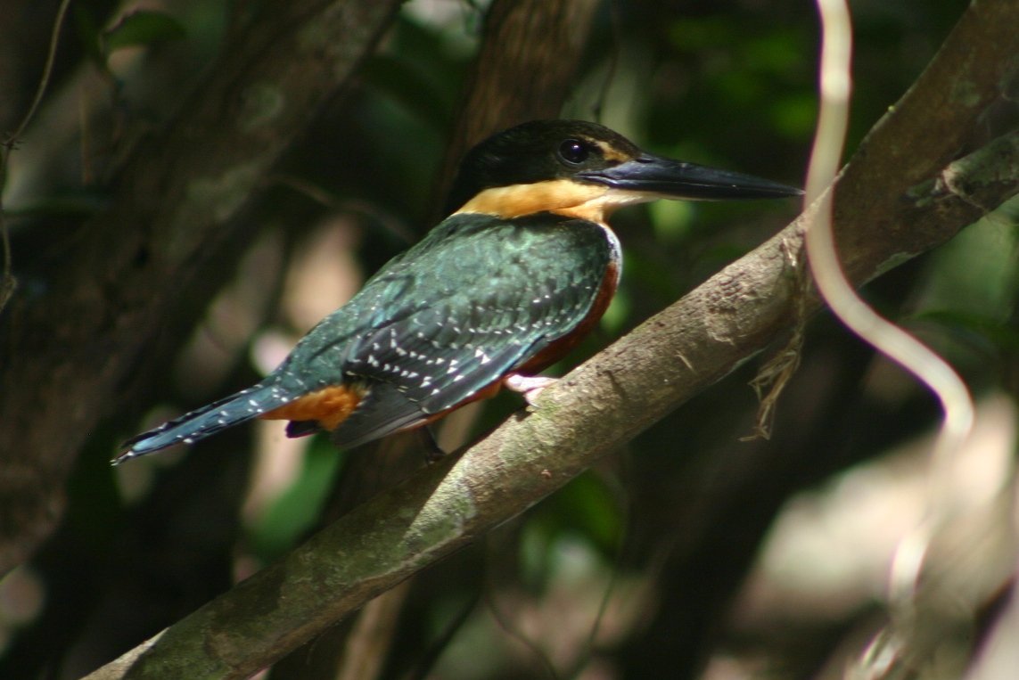 martín-pescador-verde-rufo