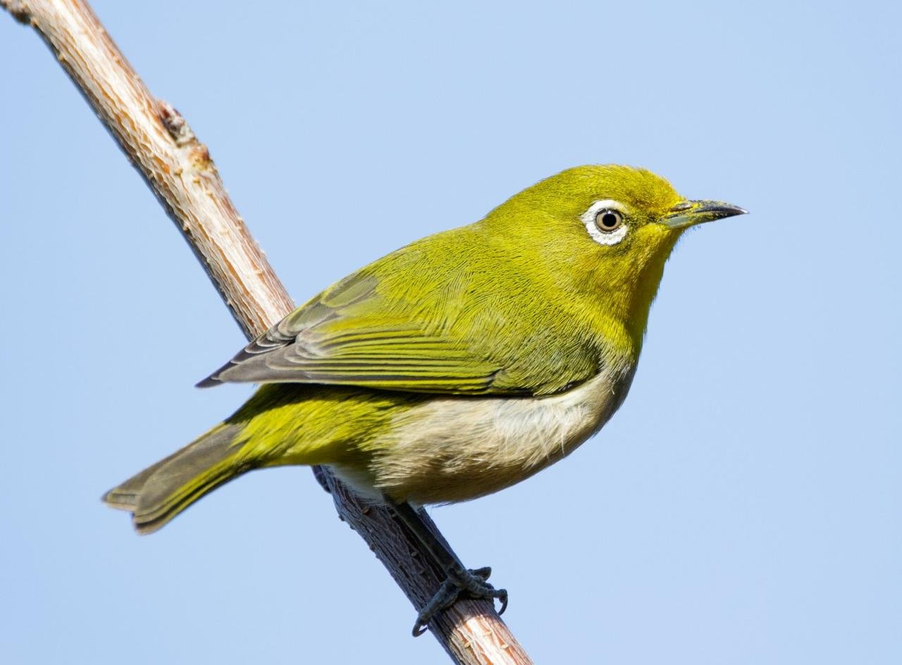 Zosterops japonicus