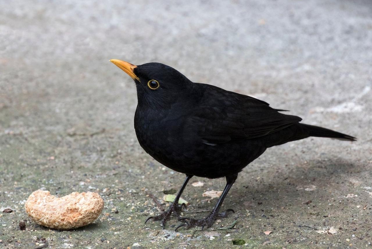 mirlo común comiendo