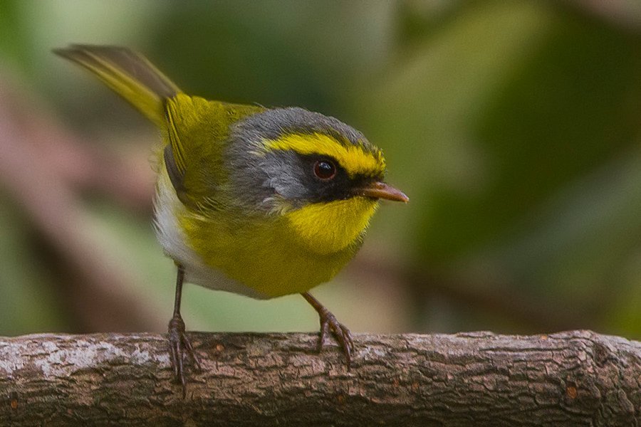mosquitero carinegro