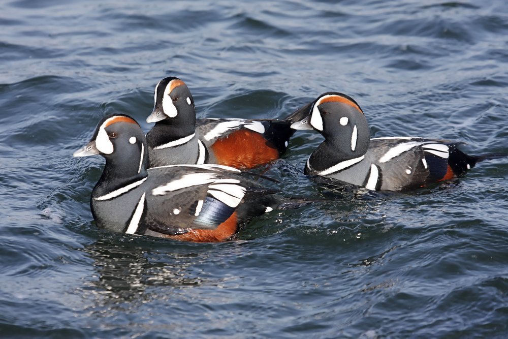 pato-arlequin