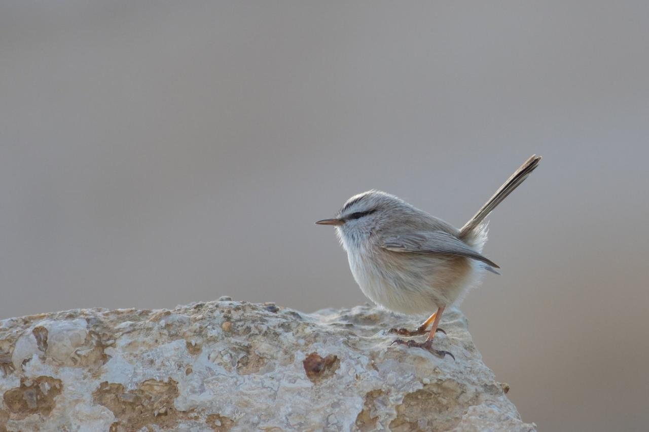 prinia desértica