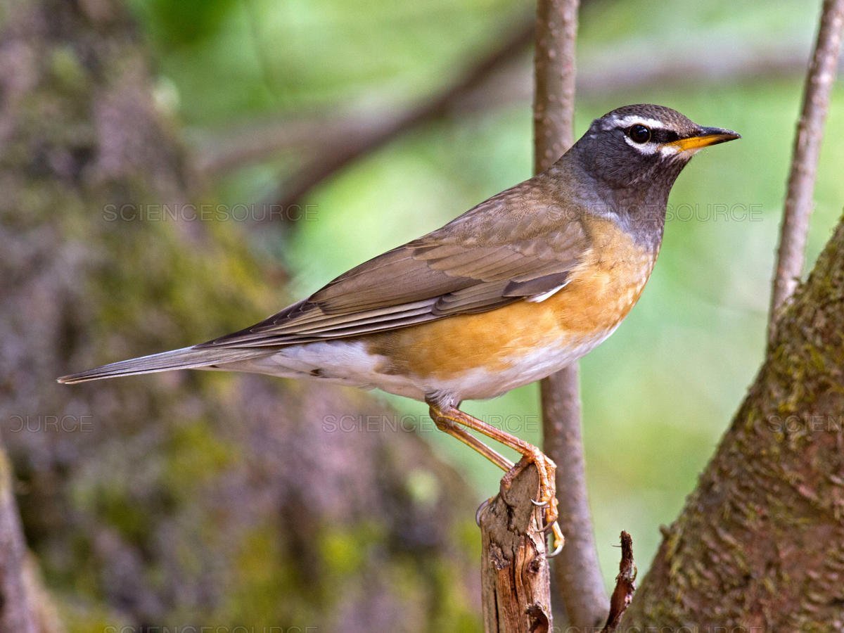 rojigris thrush