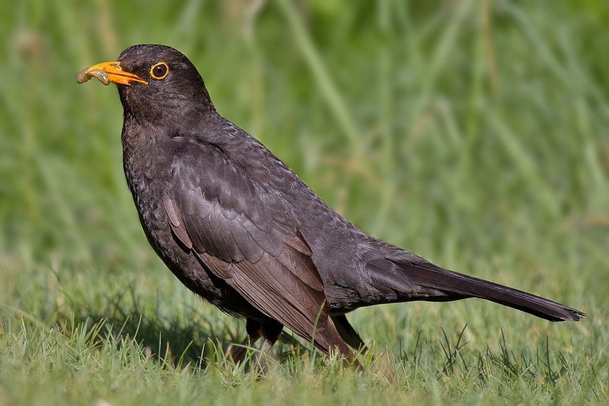 turdus merula