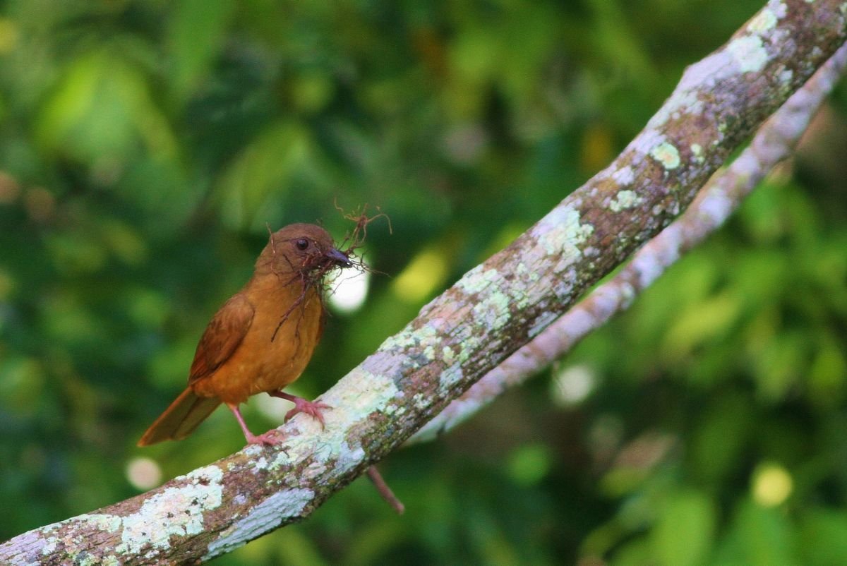ruf-tailed thrush
