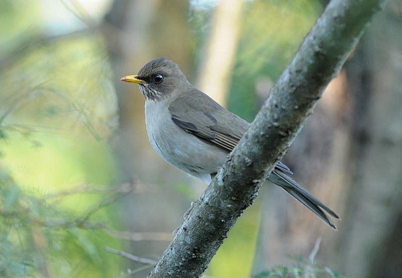 plumizo thrush