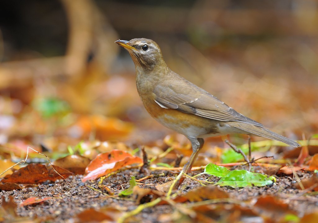 rojigris thrush